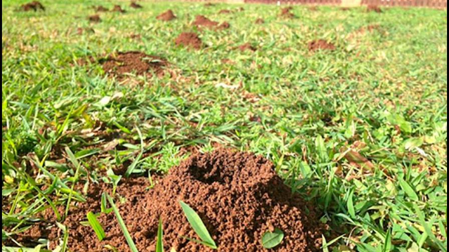 Cuando las hormigas hablan