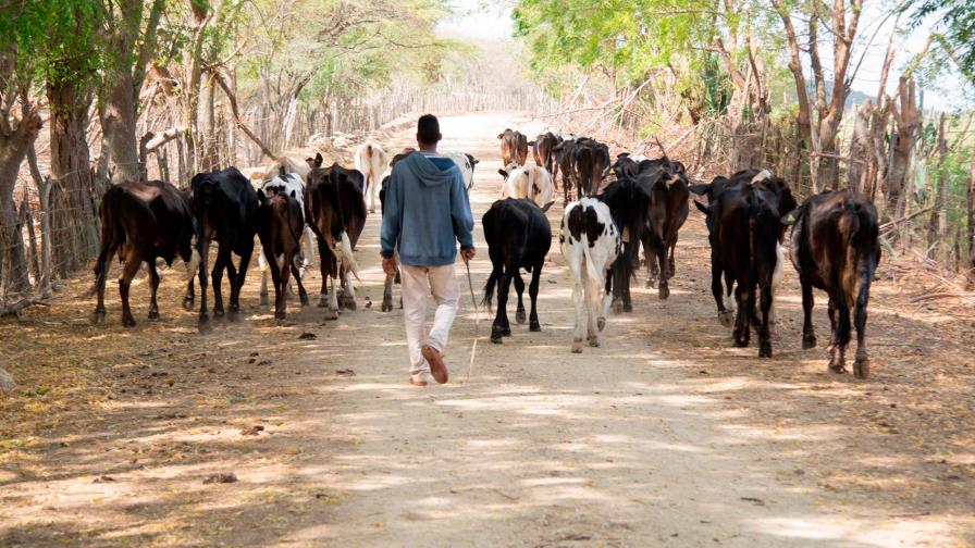 Disminución de la sequía depende de fenómeno El Niño Disminución de la sequía depende de fenómeno El Niño