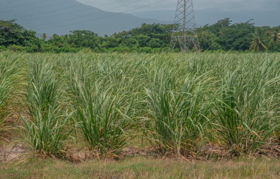 Ejecutivos de Bayer defienden el uso del cuestionado glifosato en la agricultura dominicana 