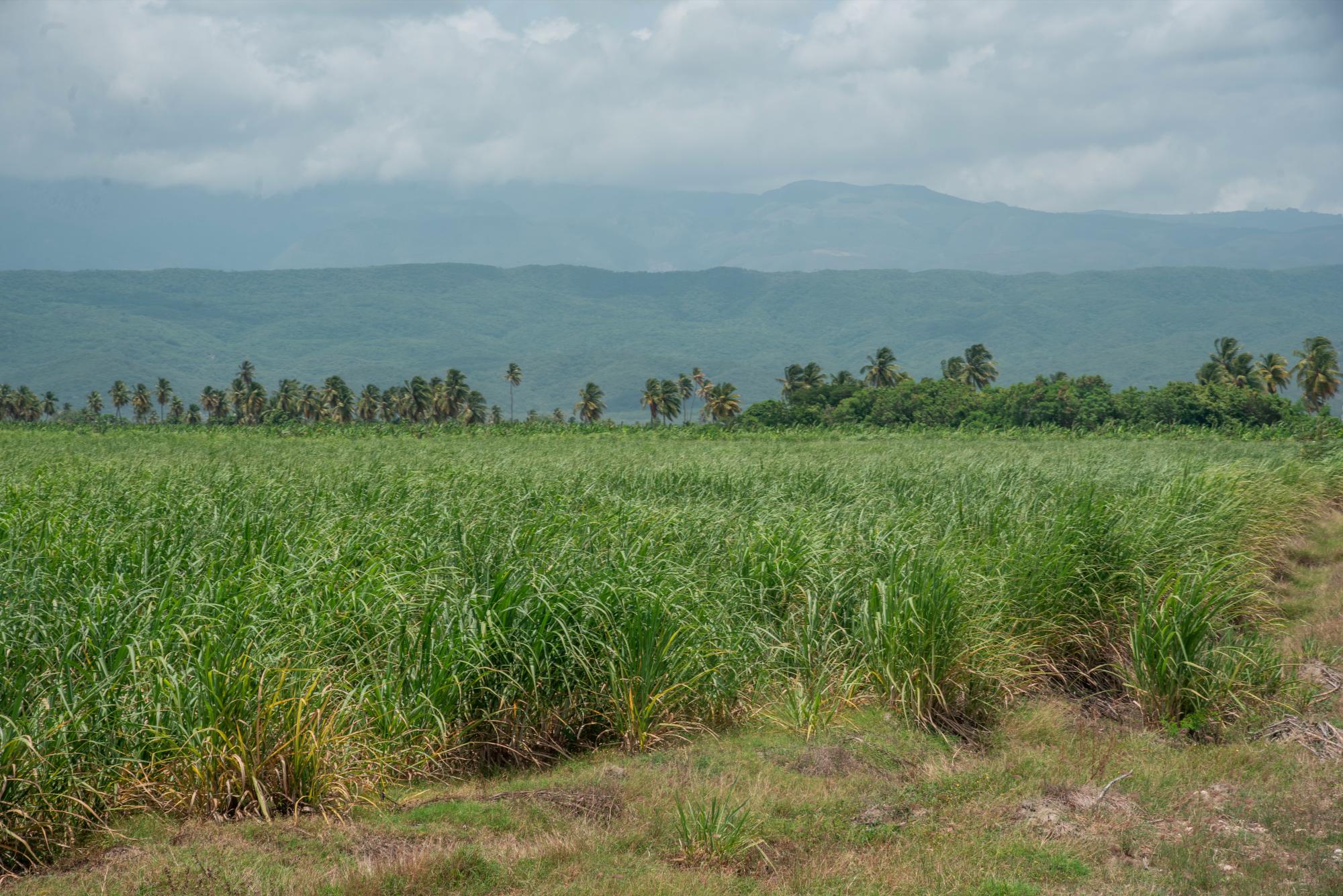 Vista de un campo de caña en Barahona; detrás plantaciones agrícolas.