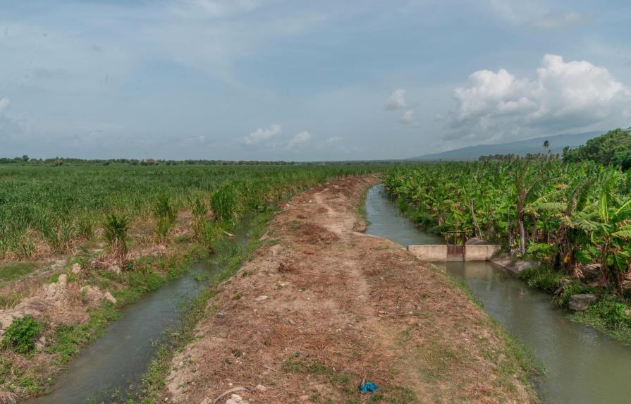 Agricultores denuncian herbicidas de consorcio azucarero en Barahona dañan sus cultivos 