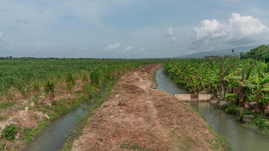 Agricultores denuncian herbicidas de consorcio azucarero en Barahona dañan sus cultivos 
