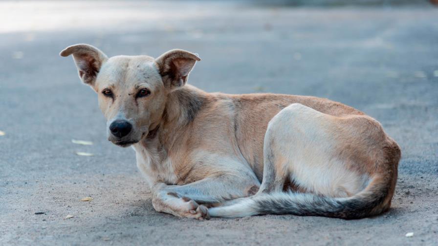 El poco control de los perros callejeros