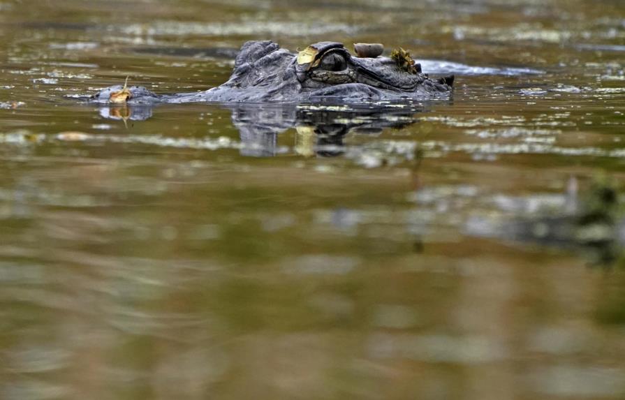 La población de cocodrilos en Luisiana se está recuperando