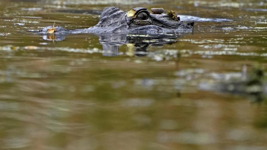 La población de cocodrilos en Luisiana se está recuperando
