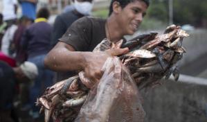 Venezuela: con sardinas, la oposición busca atraer votantes