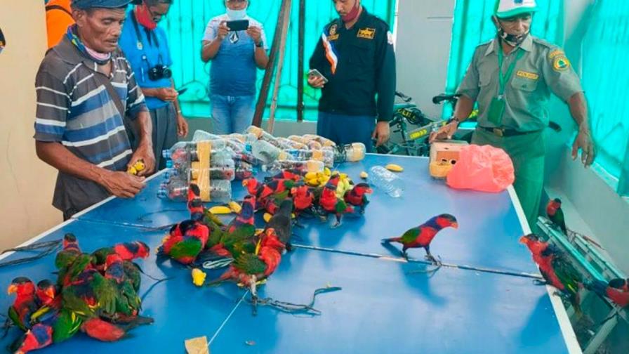 Tráfico de cotorras ocultas en botellas de plástico en Indonesia Tráfico de cotorras ocultas en botellas de plástico en Indonesia