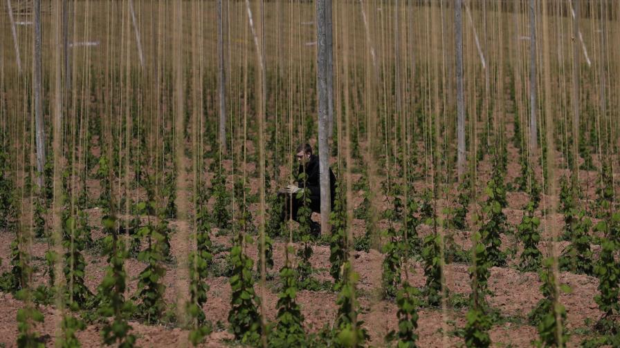 La pandemia golpea a los agricultores y agrava el hambre