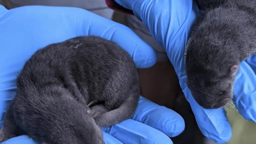Nacen tres crías de nutria de río en Zoológico de Miami