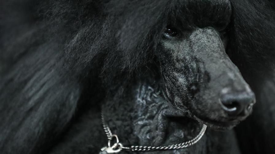 Caniche estándar se lleva premio máximo en el Westminster
