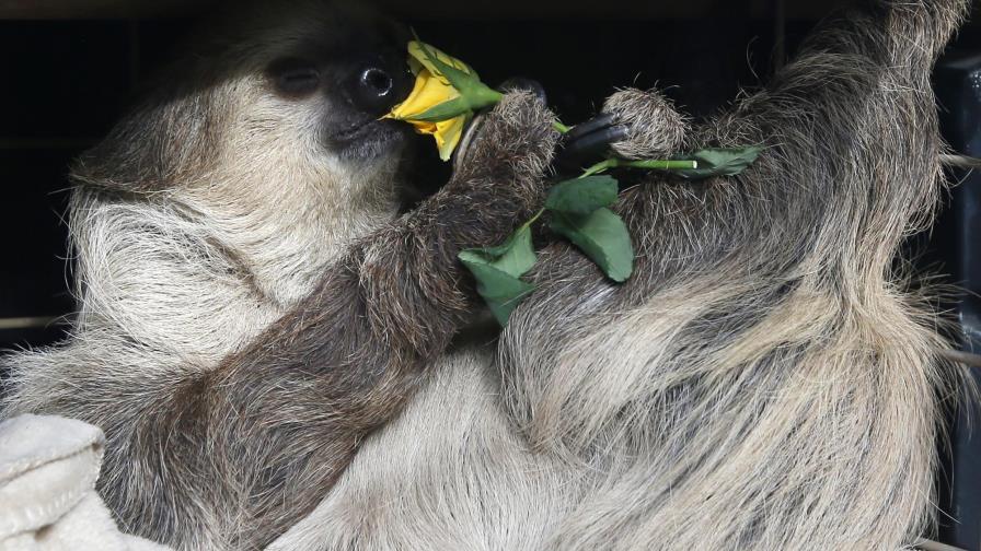 Zoológico  gana dinero en redes sociales durante cierre por virus