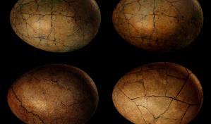 Ponen a la venta huevo de dinosaurio de más de 65 millones de años