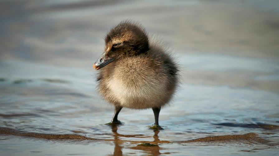 En Islandia están las plumas más caras del mundo