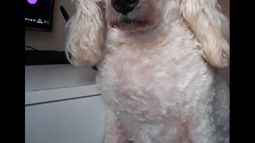 Perro se desvela por dos noches junto a su dueña quien tiene que estudiar