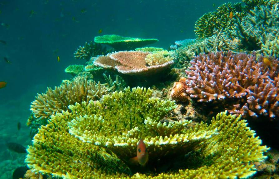 Hacia mecanismos financieros para restaurar los arrecifes