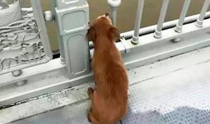 Un perro espera durante cuatro días a su dueño en el puente en que este se suicidó