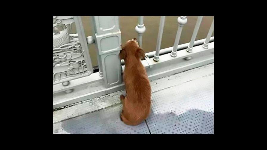 Un perro espera durante cuatro días a su dueño en el puente en que este se suicidó