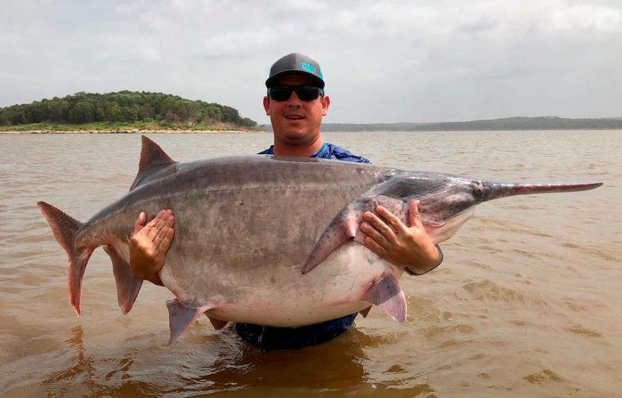 Atrapa un enorme pez espátula y establece un récord mundial