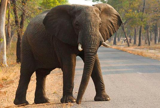 Por lo menos 55 elefantes mueren de hambre en Zimbabue