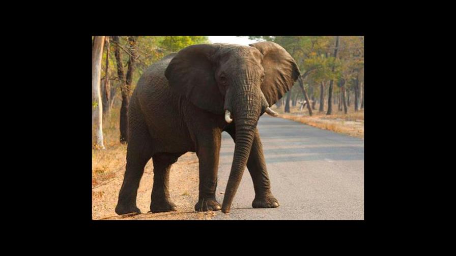 Por lo menos 55 elefantes mueren de hambre en Zimbabue