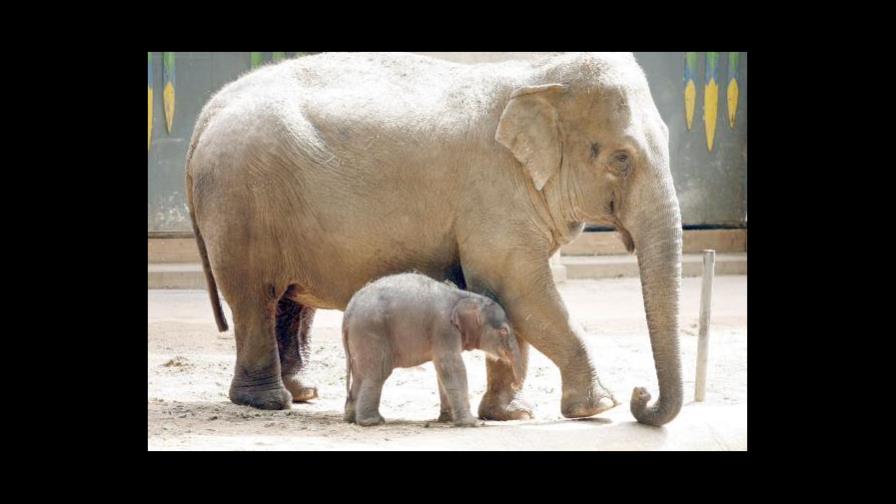 Unos 400 elefantes murieron en 2018 en Kenia, casi la mitad que en 2017