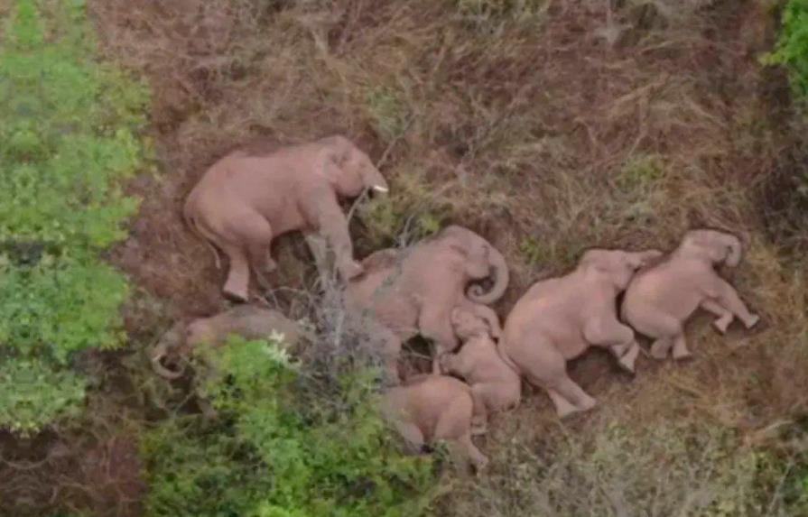 Una manada de elefantes se echa una siesta durante su épica odisea en China