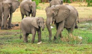 Mueren envenenados 12 elefantes en un parque de Zimbabue