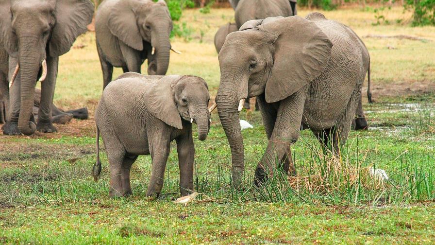 Mueren envenenados 12 elefantes en un parque de Zimbabue Mueren envenenados 12 elefantes en un parque de Zimbabue