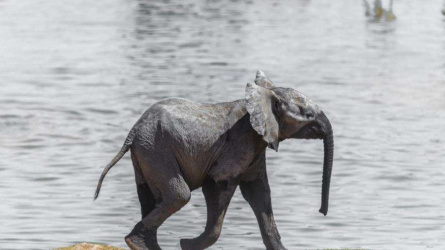 Hombre salva a un elefante bebé con masaje cardiaco