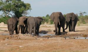 Se eleva a 22 la cifra de elefantes muertos en Zimbabue por una enfermedad misteriosa