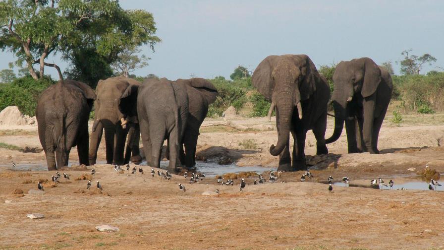 Se eleva a 22 la cifra de elefantes muertos en Zimbabue por una enfermedad misteriosa Se eleva a 22 la cifra de elefantes muertos en Zimbabue por una enfermedad misteriosa
