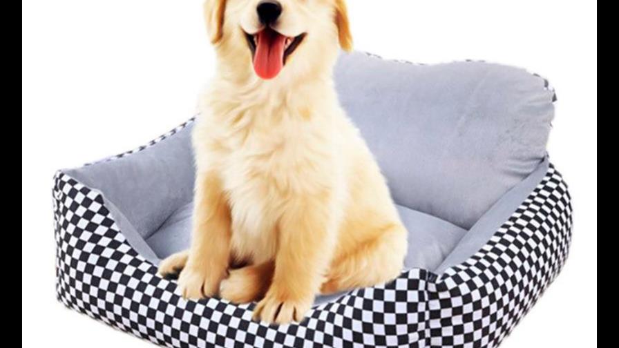 Los perros y su cama
A qué edad se debe castrar