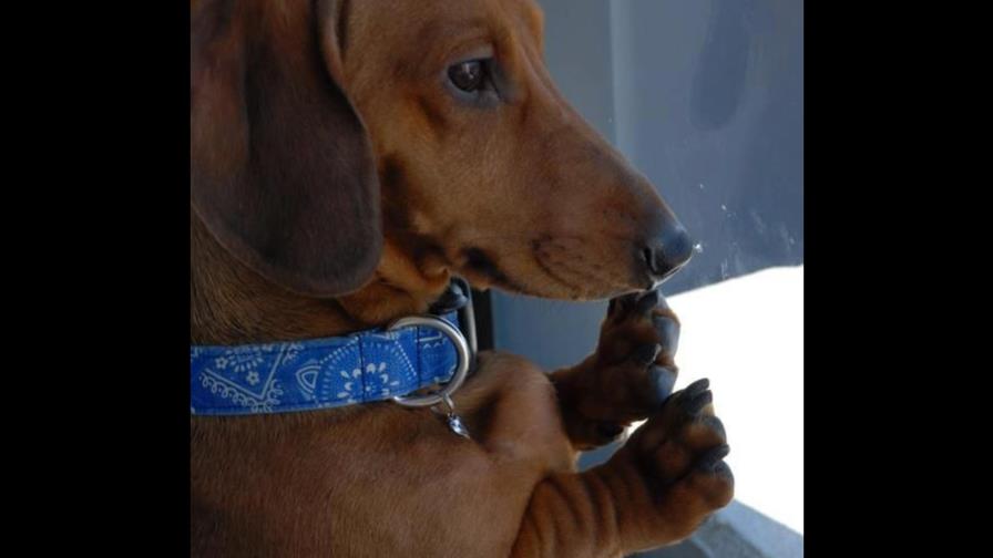 ¿Los perros perciben la muerte de sus amos?