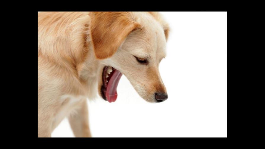 El perro vomita mucho...