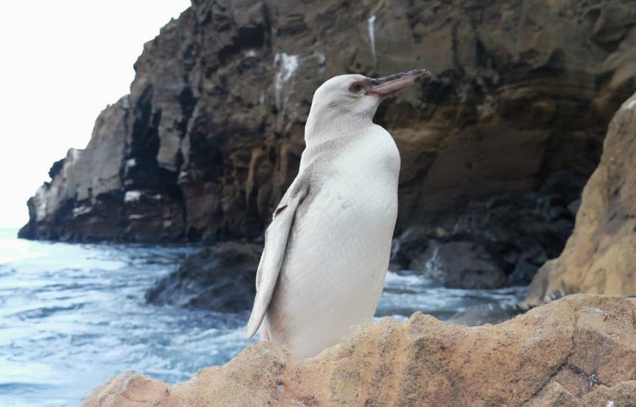Un raro pingüino blanco fue descubierto en islas ecuatorianas de Galápagos