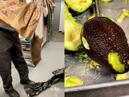 Plaga de ratas muerde aguacates y empleados de restaurante chipotle en Nueva York