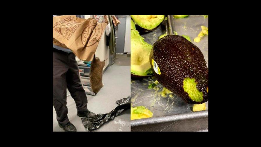 Plaga de ratas muerde aguacates y empleados de restaurante chipotle en Nueva York