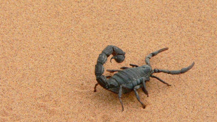 Tres muertos y 450 envenenados por picaduras de escorpión en el sur de Egipto