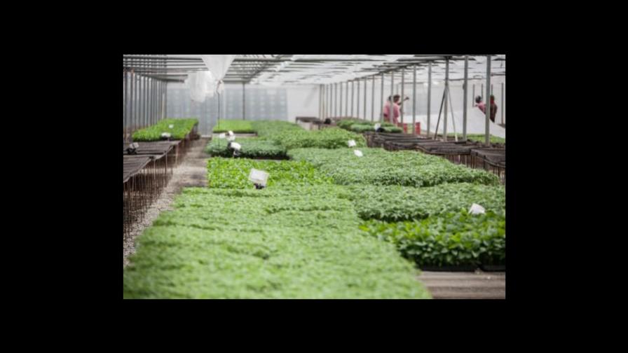 Denuncian productos agrícolas se dañan en el campo dominicano por falta de mercado Denuncian productos agrícolas se dañan en el campo dominicano por falta de mercado