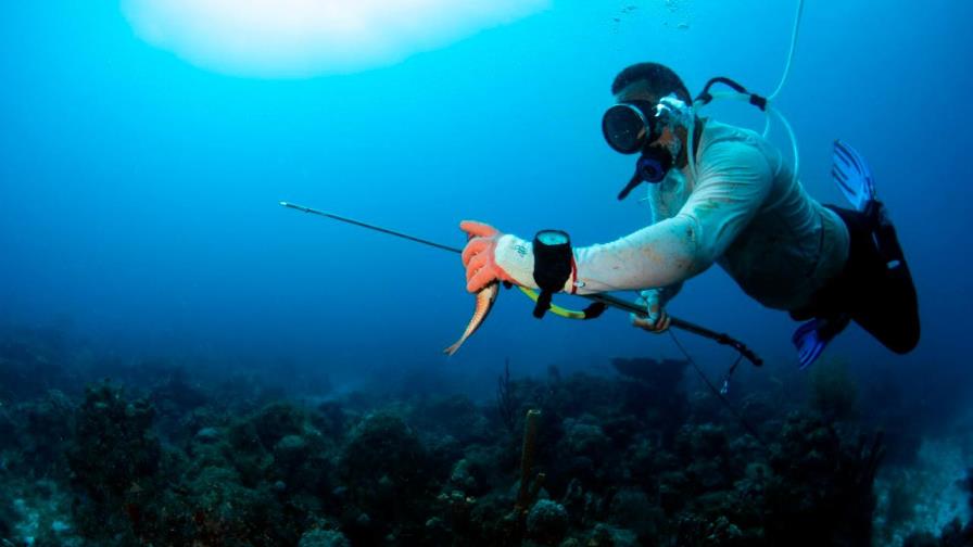 Estudio revela discapacidad en pescadores artesanales por malas prácticas de buceo 