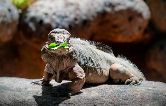 Florida prohíbe la venta y posesión de iguanas por ser una especie invasora