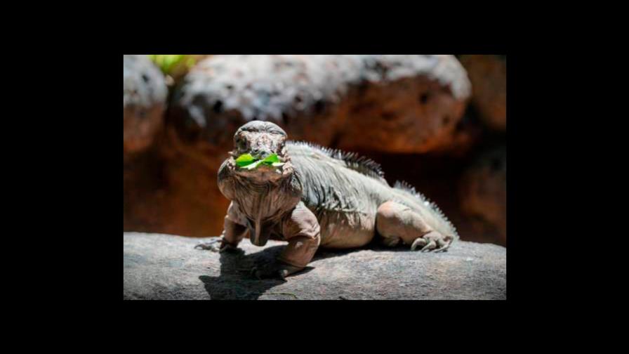 Florida prohíbe la venta y posesión de iguanas por ser una especie invasora Florida prohíbe la venta y posesión de iguanas por ser una especie invasora