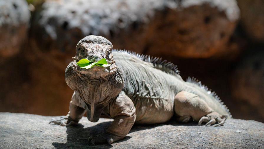 Iguana rinoceronte en cautiverio rompe récord de longevidad en Australia Iguana rinoceronte en cautiverio rompe récord de longevidad en Australia