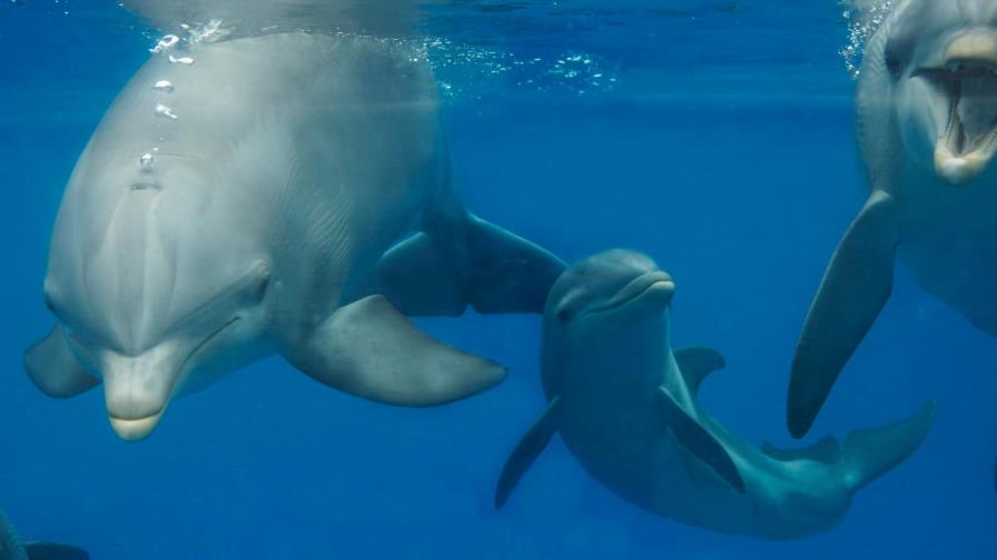 Los delfines adaptaron su esperma para reproducirse en el medio acuático