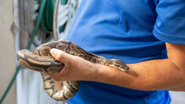 Medio Ambiente confisca una serpiente boa y una pitón en entidad comercial