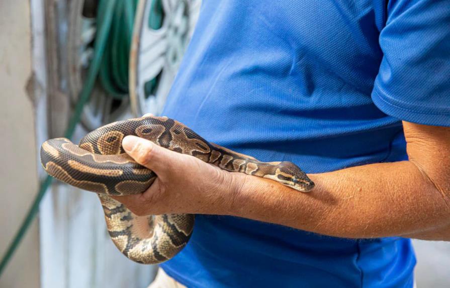 Medio Ambiente confisca una serpiente boa y una pitón en entidad comercial 
