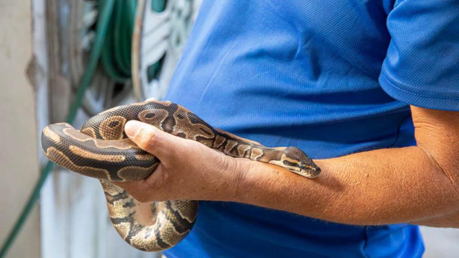 Medio Ambiente confisca una serpiente boa y una pitón en entidad comercial 