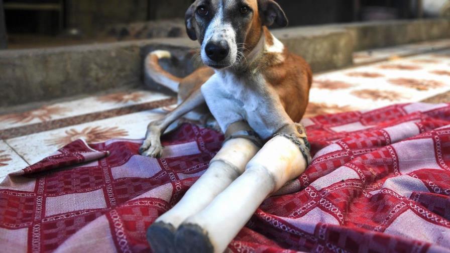De India al Reino Unido, el rescate de la pequeña perra Rocky