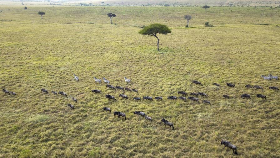El virus aleja a los turistas de migración de ñus en África