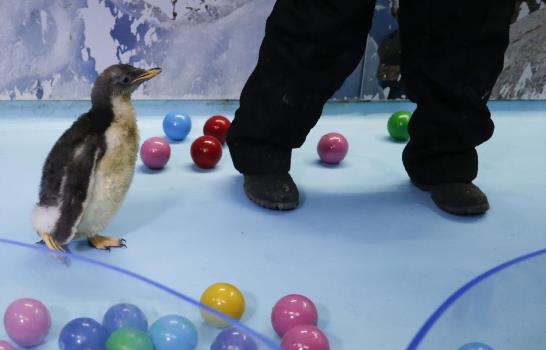 El pingüino Álex, un aleteo de felicidad en acuario mexicano